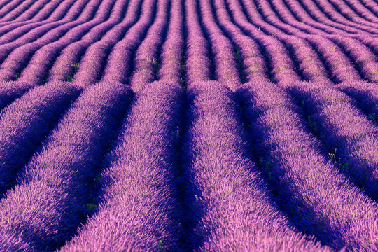 View of intensely purple lavender fields stretch to the horizon in rhythmic rows, a fragrant sea under the Provencal sun, Valensole, Provence-Alpes-C&Atilde;&acute;te d'Azur, France.
