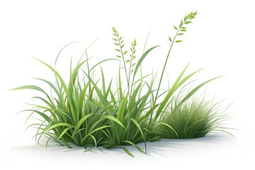 green grass isolated on white