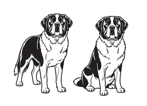 Vector of imposing outline illustration of two Saint Bernard dogs, one standing and one sitting, showcasing their majestic size Pet.