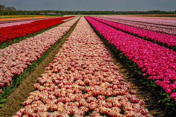 Flowers in a field of Netherland