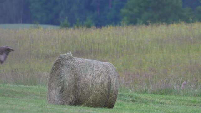 bird of prey, likely a common buzzard (often mistaken for an eagle due to its posture) perches on top of a large round hay bale in a wide rural field, surrounded by wild grasses and distant tree lines