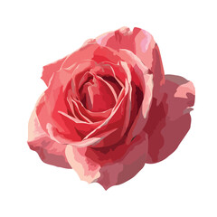 rose isolated in White Background, rose vector, Flat lay vector illustration