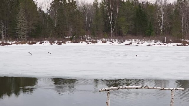 Birds stand cautiously on the ice-covered river in Maniwaki, Québec, as the late March weather causes the ice to appear thin and fragile. - Powered by Adobe