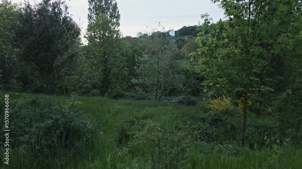 Aufkleber green meadow with tall grass and bushes at the edge of a deciduous forest with a cloudy sky and a gl