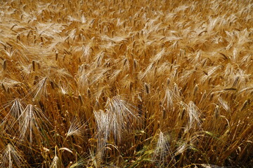 Roggenfeld unter kontrastreichem Wolkenhimmel Anfang Juli