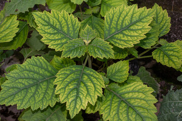 Patchouli leaves (Pogostemon cablin) Patchouli leaves are the basic ingredient for making essential...