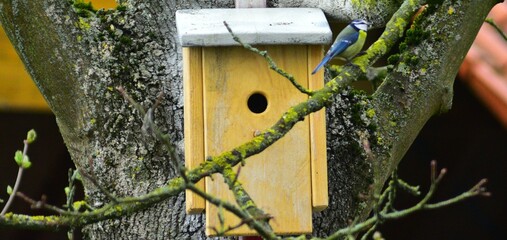 blue tit in the cage