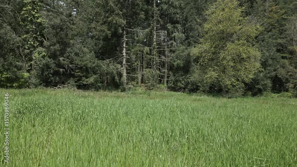 Poster green grass field swaying gently in the breeze, bordering a dense forest with tall trees, captured i