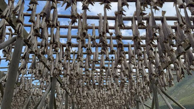 Traditional stockfish drying process in Lofoten Islands, Norway, featuring rows of skrei cod hanging on wooden racks