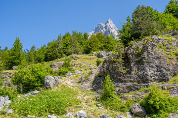 pine trees with high mountain peaks