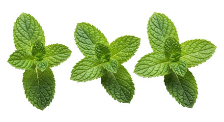 Isolated Fresh Mint Leaves