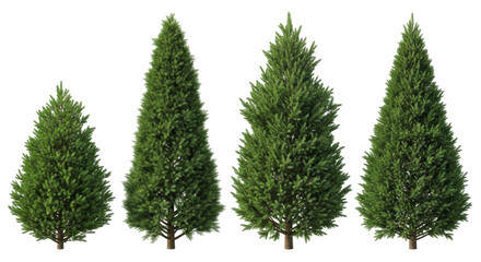 Isolated Row of Four Evergreen Trees