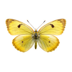 Isolated Yellow Butterfly on Black Background Detailed Wing Patterns and Texture
