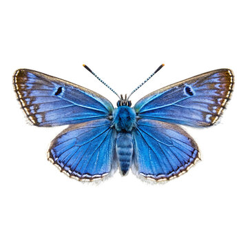 Beautiful Adonis Blue Butterfly Isolated on Black Background Close Up
