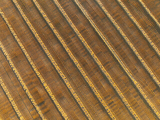 Aerial View of Harvested Crop Field at Sunset