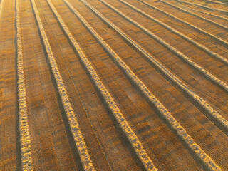 Aerial View of Harvested Crop Field at Sunset