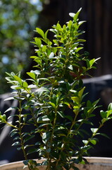 A small boxwood bush was photographed in sunny weather.