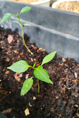Green Chili Seedling Growth in Potting Soil