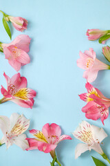 Flat lay composition of pink and white alstroemeria flowers arranged in a U-shape on light blue background with copy space. Top view