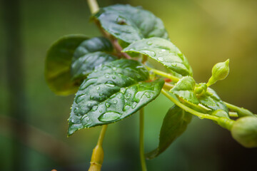 Close-up of vibrant green leaves covered in fresh raindrops, with delicate buds forming, captured in soft natural light - a tranquil glimpse into nature's renewal and subtle beauty after rain