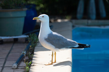 Goéland argenté, piscine, animal en ville, Larus argentatus, European Herring Gull