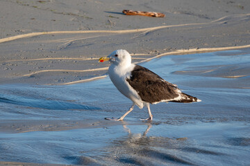 Goéland marin,Larus marinus, Great Black backed Gul
