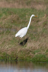 Grande Aigrette, Ardea alba, Great Egret
