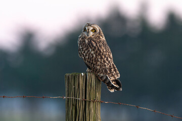 Hibou des marais, Hibou brachyote, Asio flammeus, Short eared Owl, region Pays de Loire; marais Breton; 85, Vendée, Loire Atlantique, France