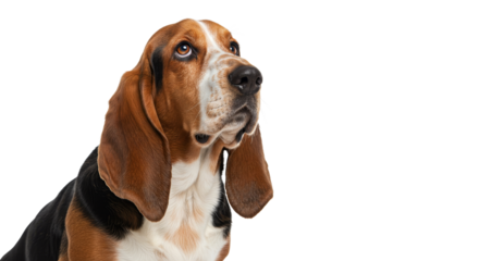 Dog looking up attentively on a white background