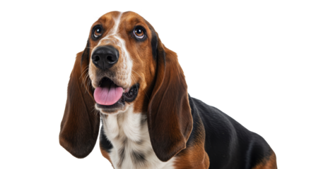 Dog Looking Up with Tongue Out on White Background