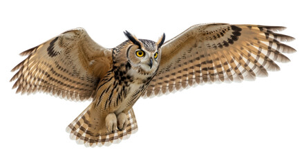 Isolated Owl