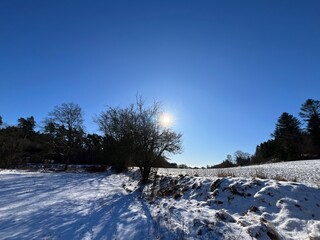 winter landscape with trees and snow