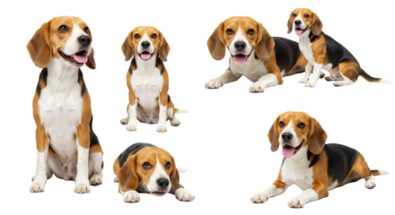 Group of Dogs Posing on White Background, Multiple Poses