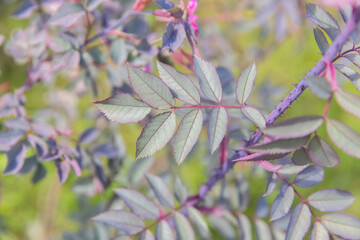 Close-up of vibrant green and purple leaves on a plant. The leaves have a unique shape and texture, showcasing the beauty of nature.