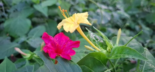 Vibrant Yellow and Pink Flowers Blooming Amidst Lush Greenery Outdoors mirabilis jalapa