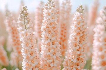 Close-up of peach-colored flowers in a field, soft focus, and bright sunlight