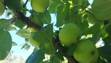 This image showcases green apples hanging from a tree, surrounded by lush green leaves, under a clear blue sky, providing a refreshing natural setting in stunning 3D, 4K resolution.