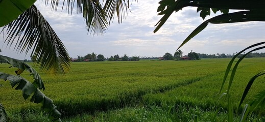 Lush Green Rice Field Under Clear Blue Sky With Scattered Clouds