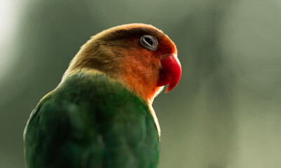 Colorful peony parrot portrait HD close-up