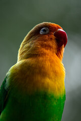 Colorful peony parrot portrait HD close-up