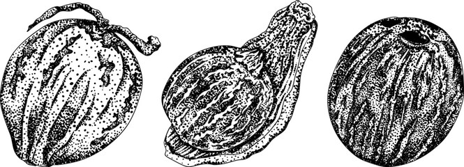 Vector engraving illustrations of coconuts. Perfect for tropical, nature, or food themed designs. Black and white art.	