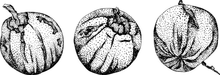 Vector engraving illustrations of coconuts. Perfect for tropical, nature, or food themed designs. Black and white art.	