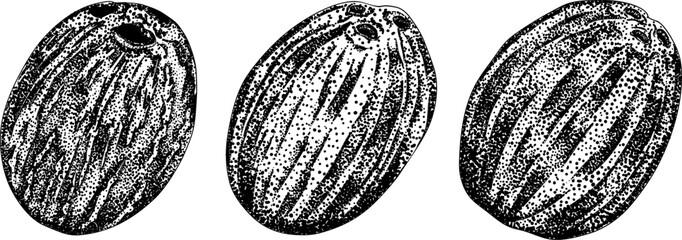 Vector engraving illustrations of coconuts. Perfect for tropical, nature, or food themed designs. Black and white art.	
