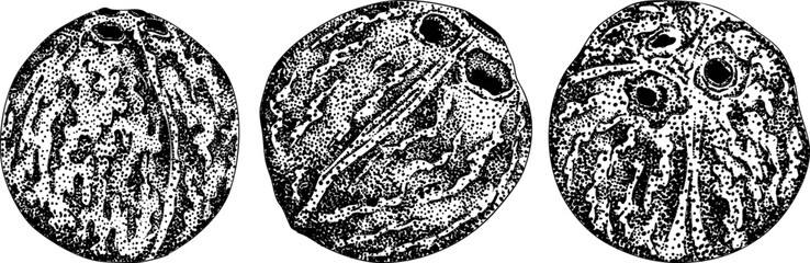 Vector engraving illustrations of coconuts. Perfect for tropical, nature, or food themed designs. Black and white art.	