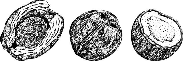 Vector engraving illustrations of coconuts. Perfect for tropical, nature, or food themed designs. Black and white art.	