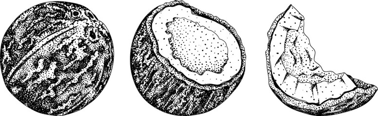 Vector engraving illustrations of coconuts. Perfect for tropical, nature, or food themed designs. Black and white art.	