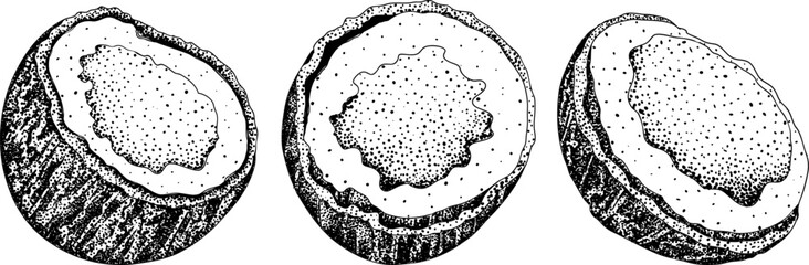 Vector engraving illustrations of coconuts. Perfect for tropical, nature, or food themed designs. Black and white art.	