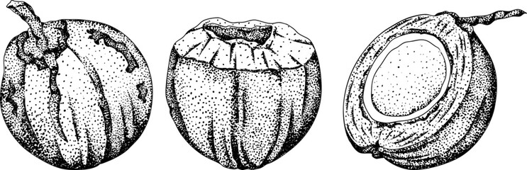 Vector engraving illustrations of coconuts. Perfect for tropical, nature, or food themed designs. Black and white art.	
