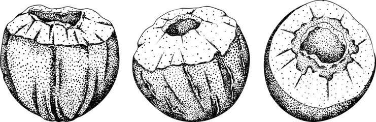 Vector engraving illustrations of coconuts. Perfect for tropical, nature, or food themed designs. Black and white art.	
