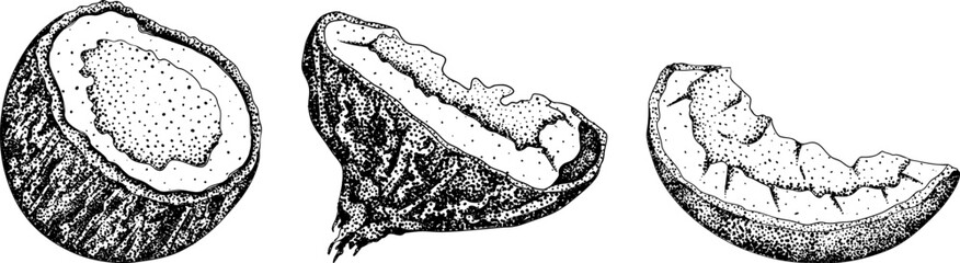 Vector engraving illustrations of coconuts. Perfect for tropical, nature, or food themed designs. Black and white art.	